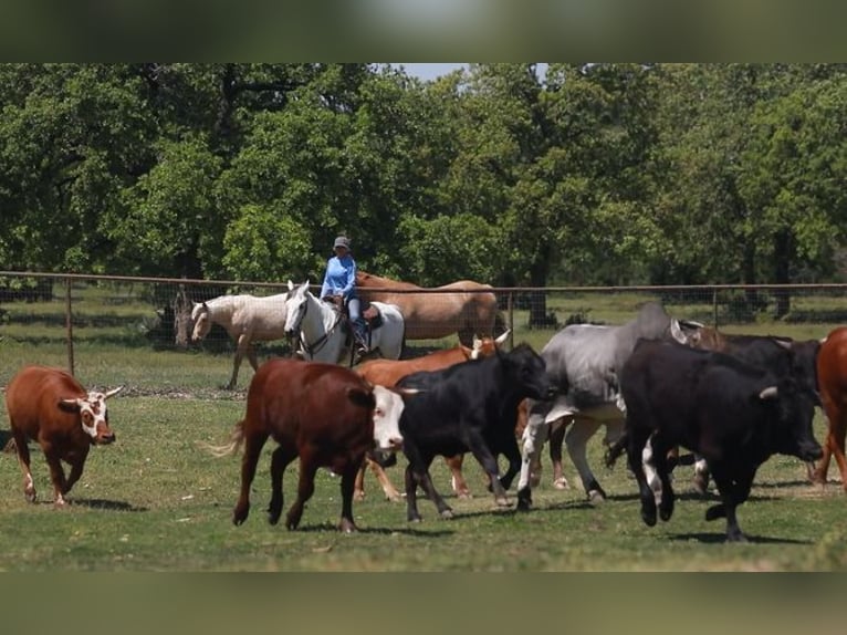 American Quarter Horse Castrone 10 Anni Grigio in Weatherford TX