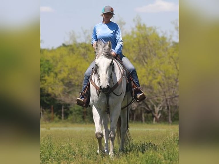 American Quarter Horse Castrone 10 Anni Grigio in Weatherford TX