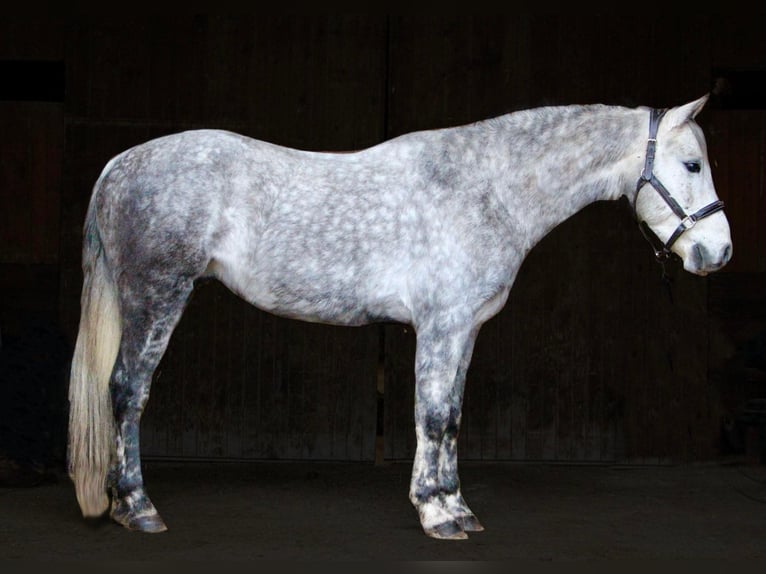 American Quarter Horse Castrone 10 Anni Grigio pezzato in Highland MI