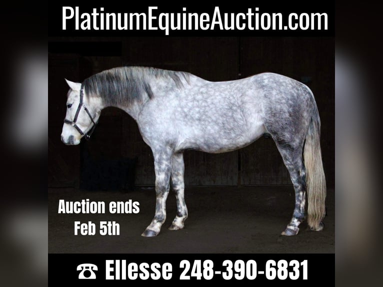 American Quarter Horse Castrone 10 Anni Grigio pezzato in Highland MI