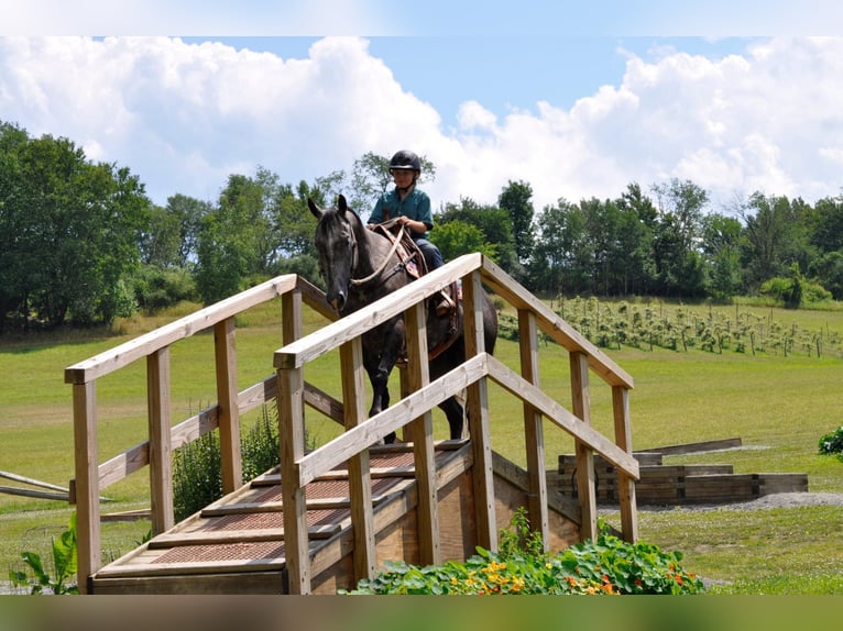 American Quarter Horse Castrone 10 Anni Grigio pezzato in everett Pa