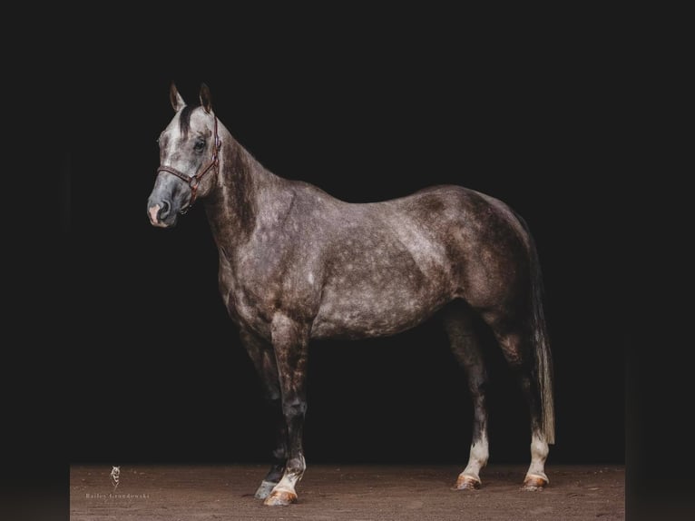 American Quarter Horse Castrone 10 Anni Grigio pezzato in everett Pa