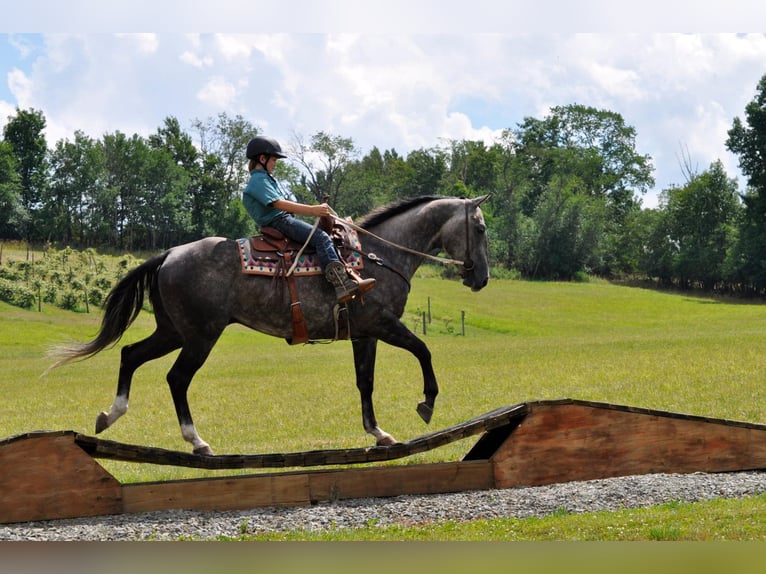 American Quarter Horse Castrone 10 Anni Grigio pezzato in everett Pa