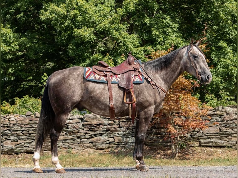 American Quarter Horse Castrone 10 Anni Grigio pezzato in everett Pa