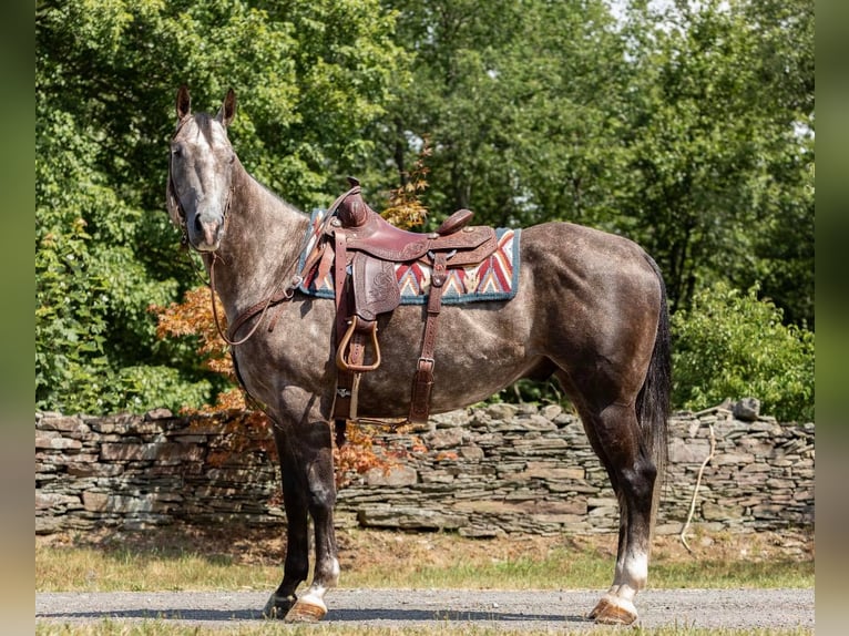 American Quarter Horse Castrone 10 Anni Grigio pezzato in everett Pa