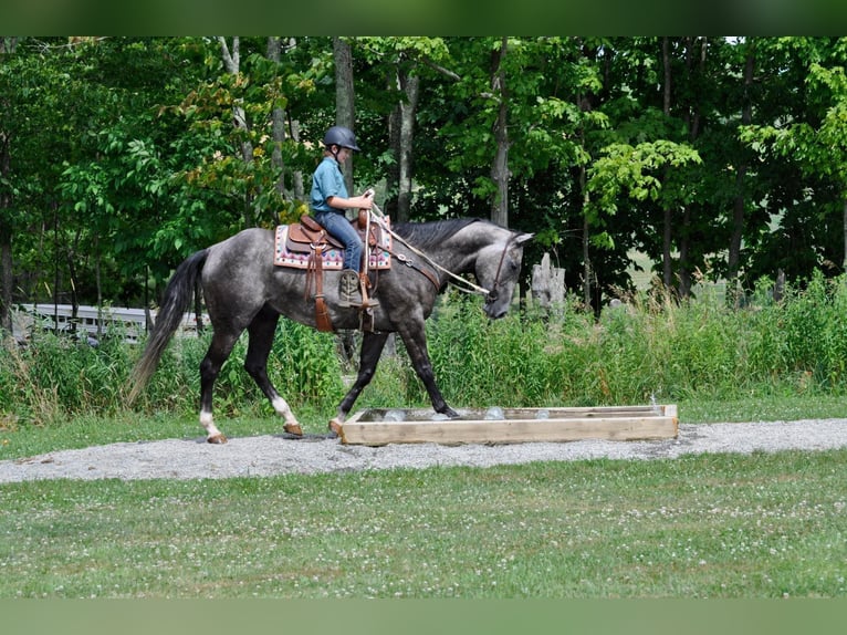 American Quarter Horse Castrone 10 Anni Grigio pezzato in everett Pa