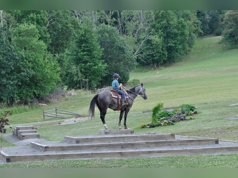 American Quarter Horse Castrone 10 Anni Grigio pezzato in everett Pa