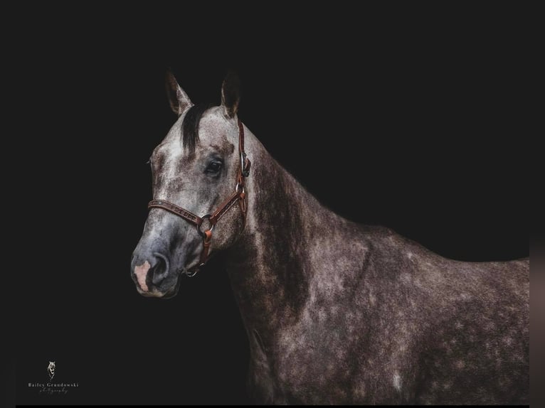 American Quarter Horse Castrone 10 Anni Grigio pezzato in everett Pa