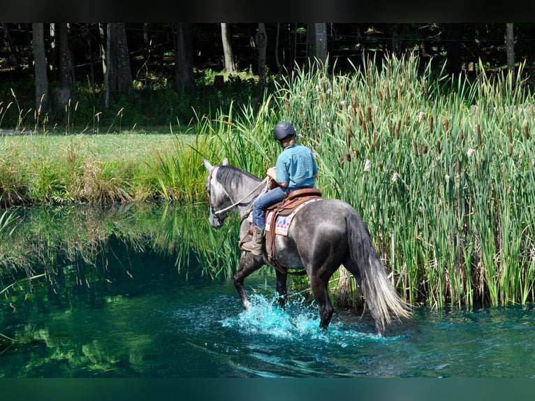 American Quarter Horse Castrone 10 Anni Grigio pezzato in everett Pa