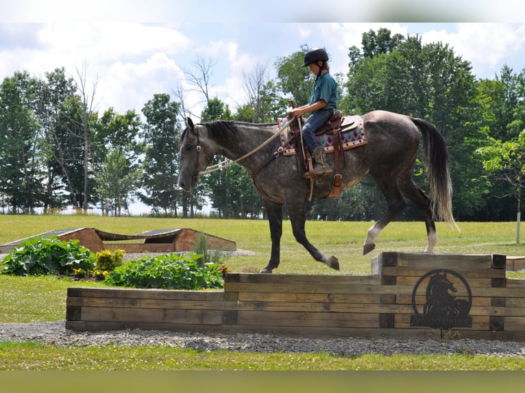 American Quarter Horse Castrone 10 Anni Grigio pezzato in everett Pa