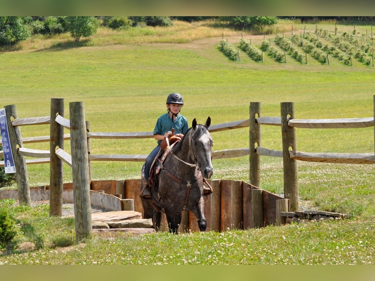 American Quarter Horse Castrone 10 Anni Grigio pezzato in everett Pa