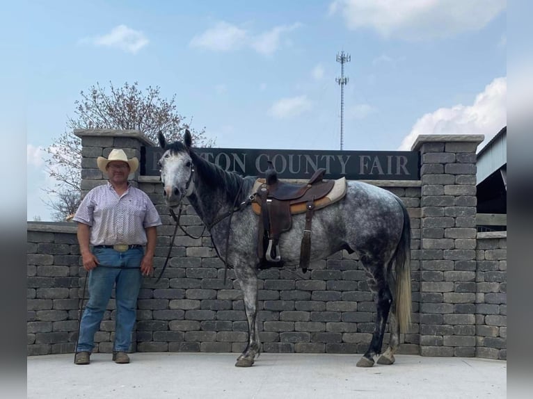 American Quarter Horse Castrone 10 Anni Grigio pezzato in Lisbon, IA