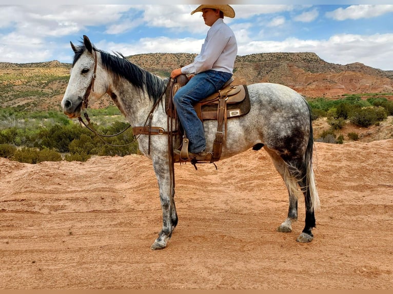 American Quarter Horse Castrone 10 Anni Grigio pezzato in Lisbon, IA