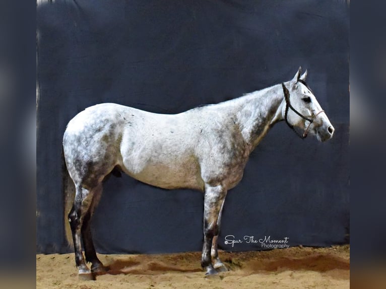 American Quarter Horse Castrone 10 Anni Grigio pezzato in Lisbon, IA