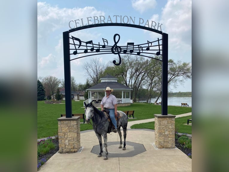 American Quarter Horse Castrone 10 Anni Grigio pezzato in Lisbon, IA