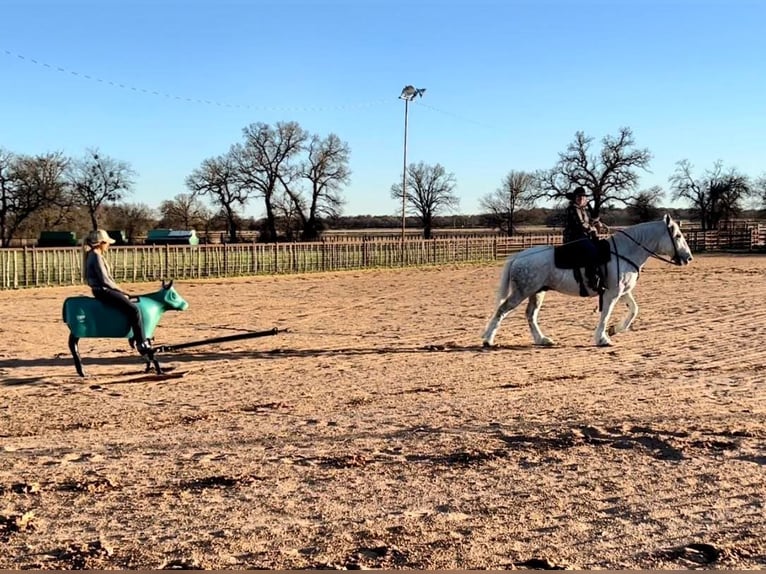 American Quarter Horse Castrone 10 Anni Grigio pezzato in Weatherford TX