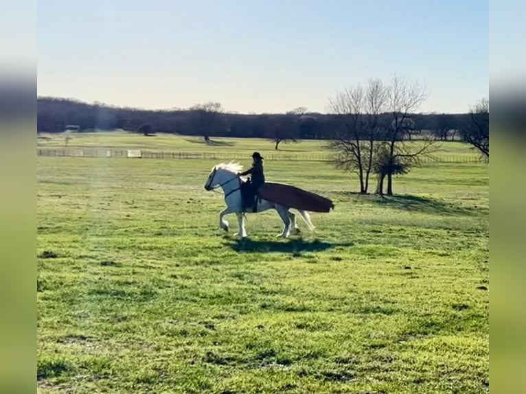 American Quarter Horse Castrone 10 Anni Grigio pezzato in Weatherford TX