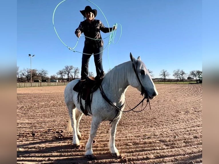 American Quarter Horse Castrone 10 Anni Grigio pezzato in Weatherford TX