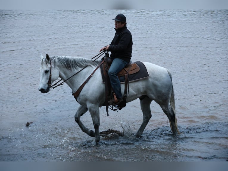 American Quarter Horse Castrone 10 Anni Grigio in Ripley