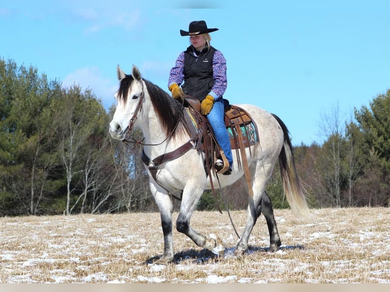 American Quarter Horse Castrone 10 Anni Grigio in Cook Forest, PA