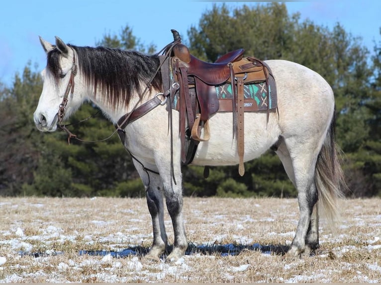 American Quarter Horse Castrone 10 Anni Grigio in Cook Forest, PA