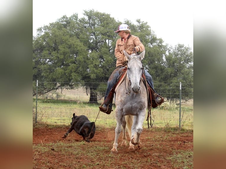 American Quarter Horse Castrone 10 Anni Grigio in Waco, TX