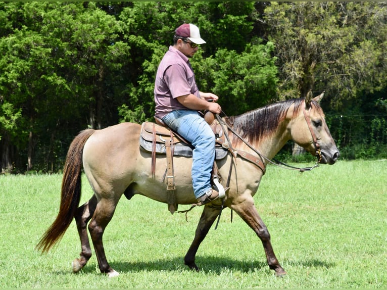 American Quarter Horse Castrone 10 Anni Grullo in Greenville kY