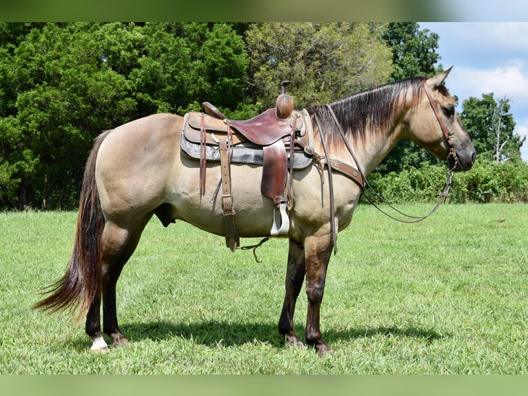 American Quarter Horse Castrone 10 Anni Grullo in Greenville kY