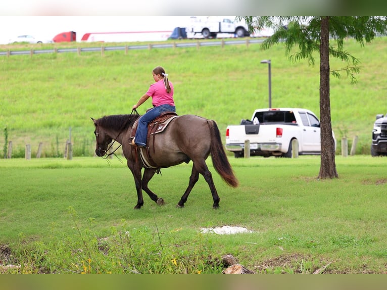 American Quarter Horse Castrone 10 Anni Grullo in Forney