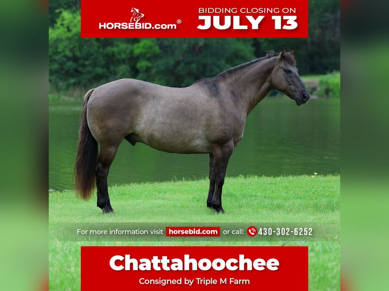 American Quarter Horse Castrone 10 Anni Grullo in Forney