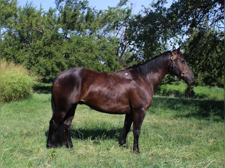 American Quarter Horse Castrone 10 Anni Morello in STILLWATER, OK