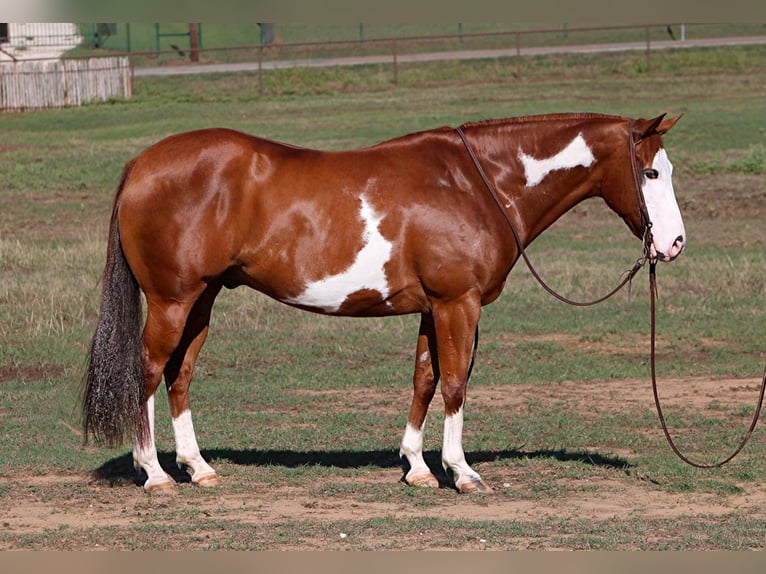 American Quarter Horse Castrone 10 Anni Overo-tutti i colori in Cleburne TX