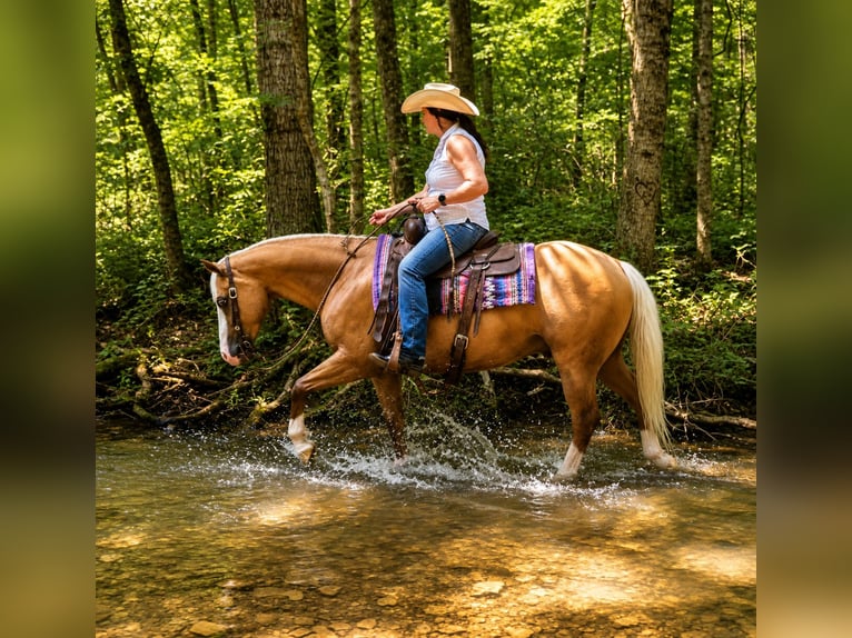 American Quarter Horse Castrone 10 Anni Palomino in Robards