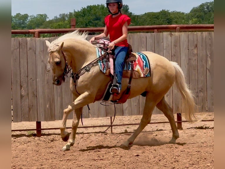 American Quarter Horse Castrone 10 Anni Palomino in Weatherford