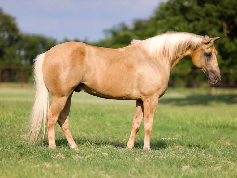 American Quarter Horse Castrone 10 Anni Palomino in Weatherford
