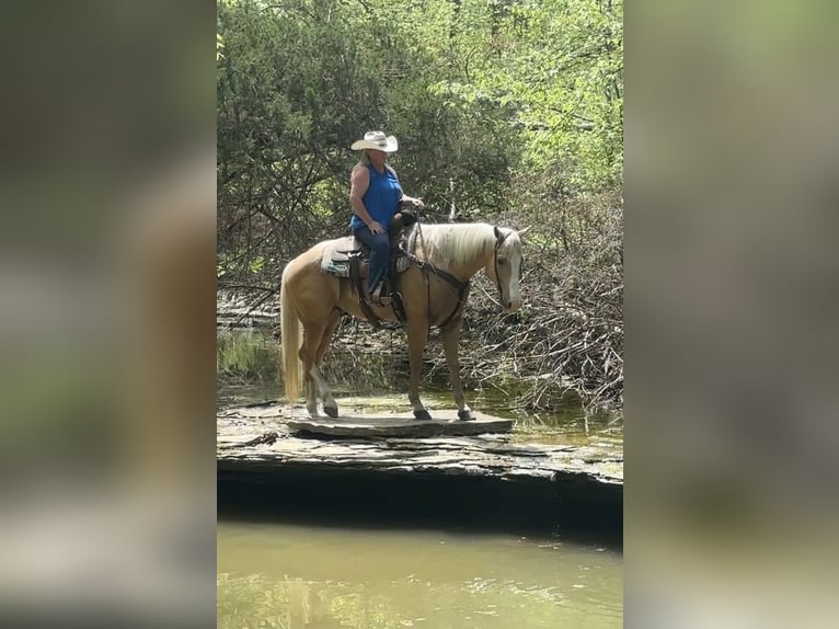 American Quarter Horse Castrone 10 Anni Palomino in Henderson