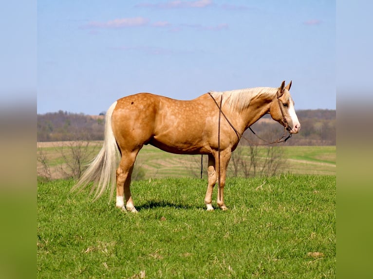American Quarter Horse Castrone 10 Anni Palomino in La Motte
