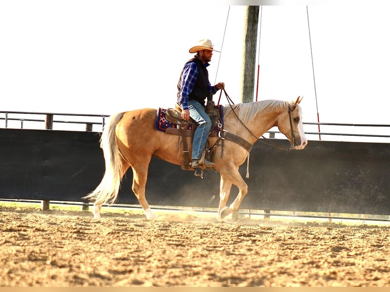 American Quarter Horse Castrone 10 Anni Palomino in La Motte