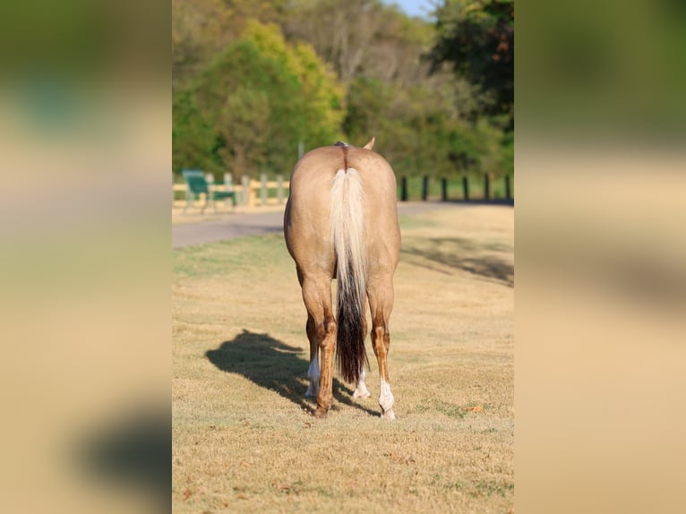 American Quarter Horse Castrone 10 Anni Palomino in Terrell