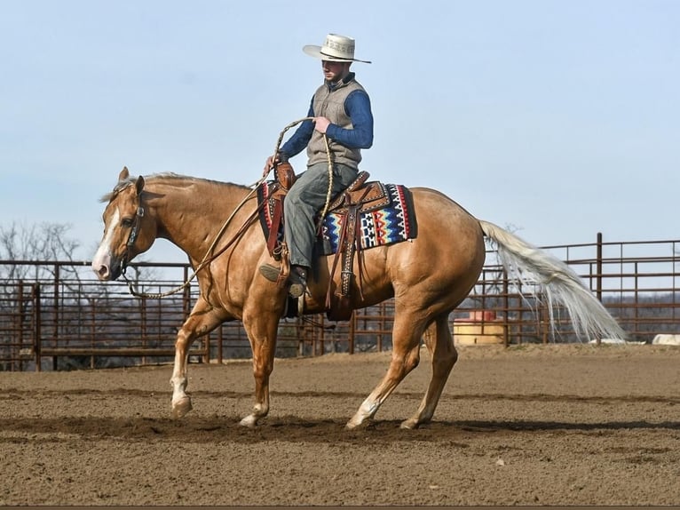 American Quarter Horse Castrone 10 Anni Palomino in Sedalia, MO