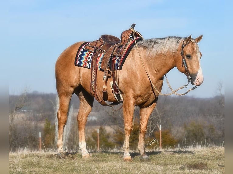 American Quarter Horse Castrone 10 Anni Palomino in Sedalia, MO