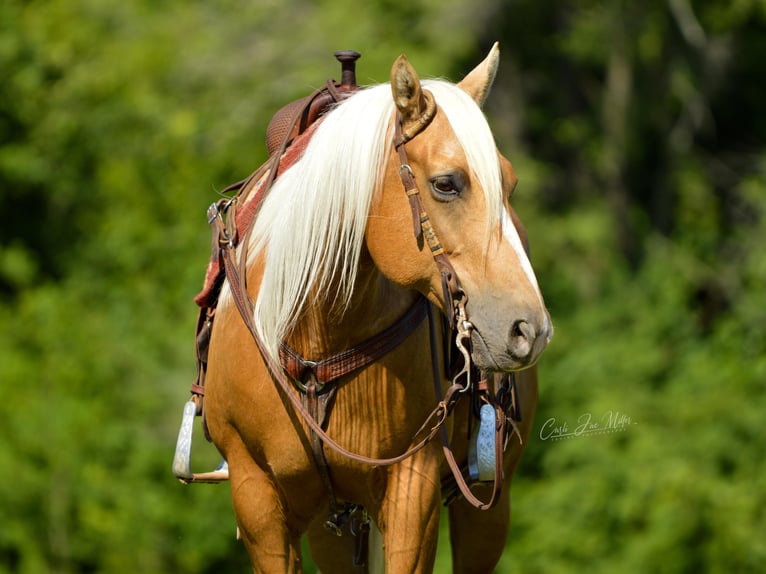 American Quarter Horse Castrone 10 Anni Palomino in Lewistown IL