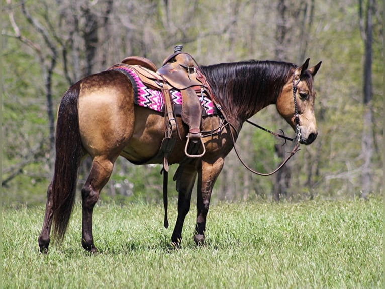 American Quarter Horse Castrone 10 Anni Pelle di daino in Brodhead KY