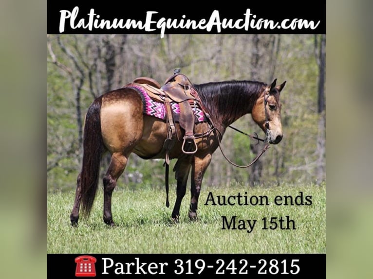 American Quarter Horse Castrone 10 Anni Pelle di daino in Brodhead KY