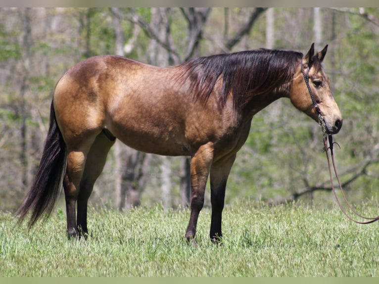 American Quarter Horse Castrone 10 Anni Pelle di daino in Brodhead KY