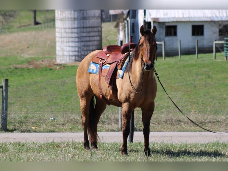 American Quarter Horse Castrone 10 Anni Pelle di daino in Sonora KY