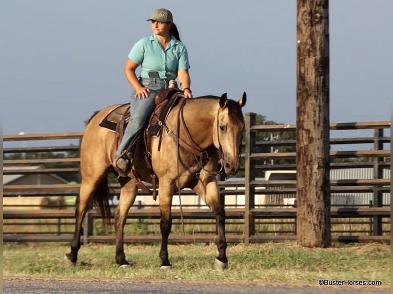 American Quarter Horse Castrone 10 Anni Pelle di daino in Weatherford Tx