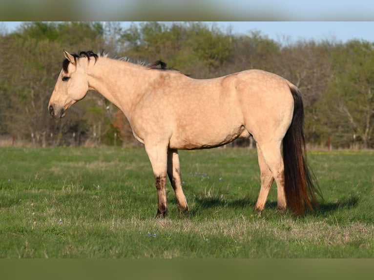 American Quarter Horse Castrone 10 Anni Pelle di daino in Waco TX