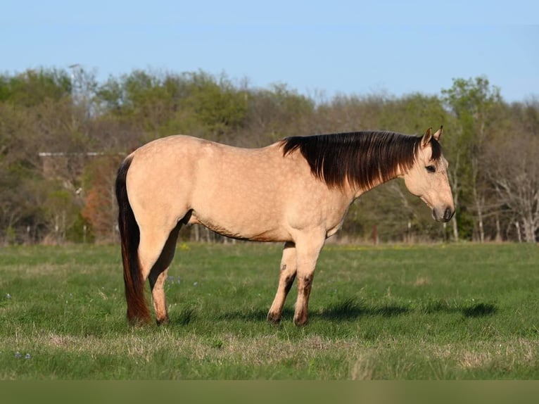 American Quarter Horse Castrone 10 Anni Pelle di daino in Waco TX