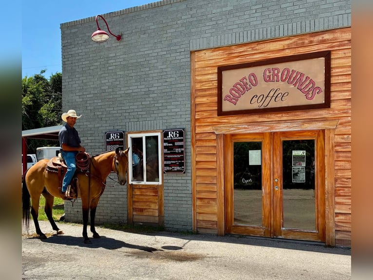 American Quarter Horse Castrone 10 Anni Pelle di daino in Stephenville